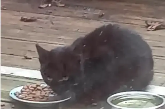Chaton trouvé affamé sous une voiture - photo