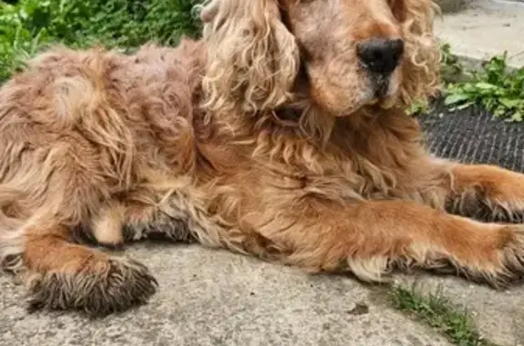 Chien trouvé , photo: Chien âgé trouvé en Bretagne, très gentil