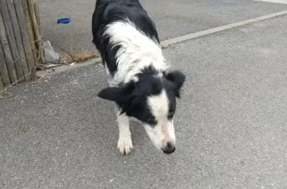 Border Collie trouvé à Vannes, très sympa - photo