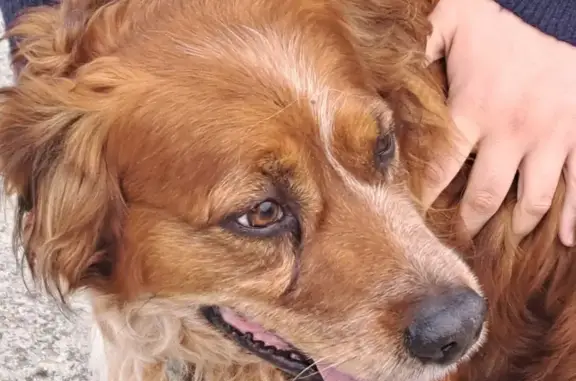 Chien câlin trouvé à la SPA de Verson - photo