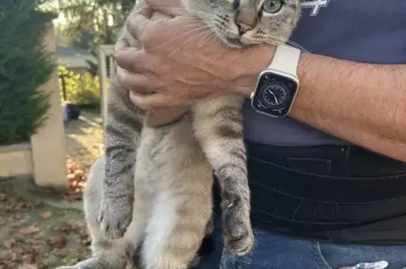Chat trouvé Triel-sur-Seine, photo: Chatte trouvée rue Paul Doumer