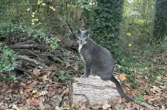 Found: Cuddly Gray Cat, White Feet