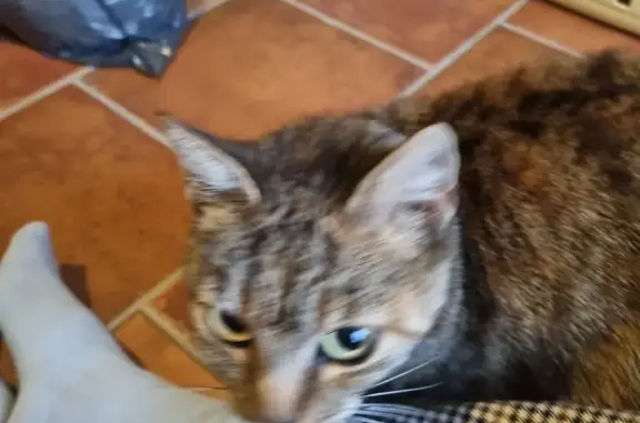 Chatte craintive 