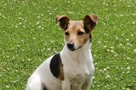 Jack Russell tricolore perdue à Pleudihen - photo