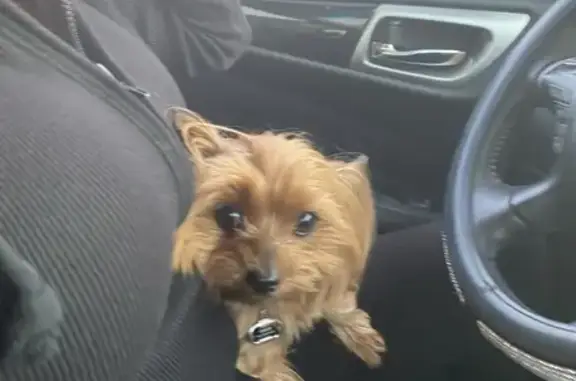 Lost Yorkie: 4lb Female in Denver Area