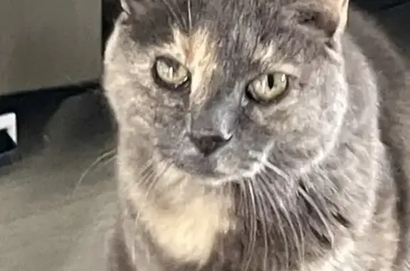 Chat gris perdu, 20 ans, rue Molière - photo