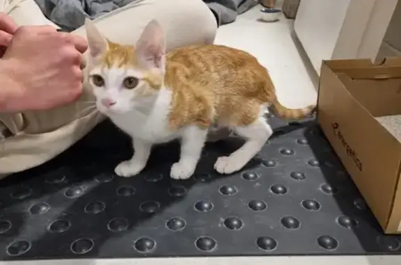 Chat trouvé , photo: Chaton trouvé, maigre mais sociable à Chambéry
