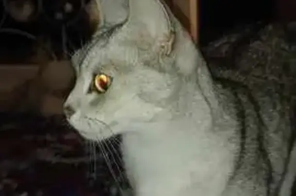 Chatte abyssin disparue à Saint-Lô - photo