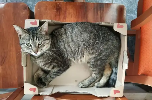 Chat perdu, Liévin, photo: Tigrou, chat mâle disparu à Liévin