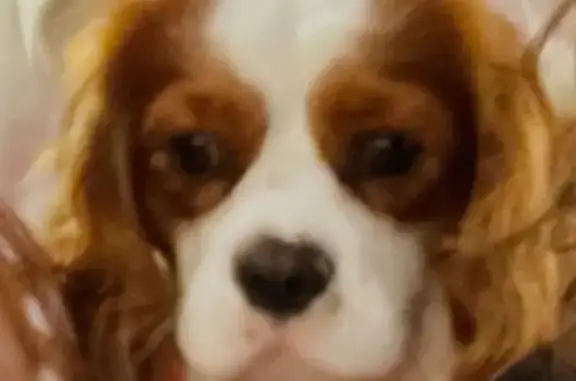 Chien perdu Blenheim 6 ans, Le Cannet - photo
