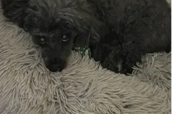 Lost Mini Poodle: Friendly, Faded Black Hair