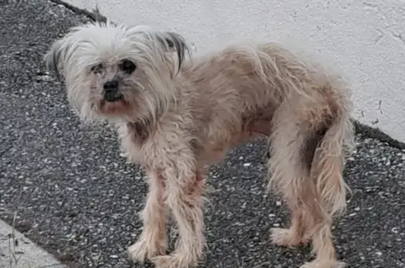 Petit chien trouvé à Aiton, semble perdu - photo