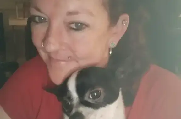 Lost Chihuahua: Black & White on S 31st St