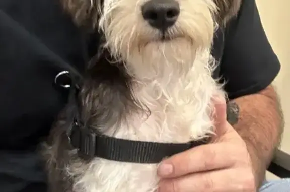 Missing Schnauzer: Pepper in Meridian