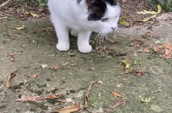 Animaux trouvés , photo: Chatte noir et blanche craintive trouvée