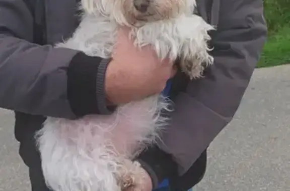Bichon maltais âgé trouvé à Plumaudan - photo