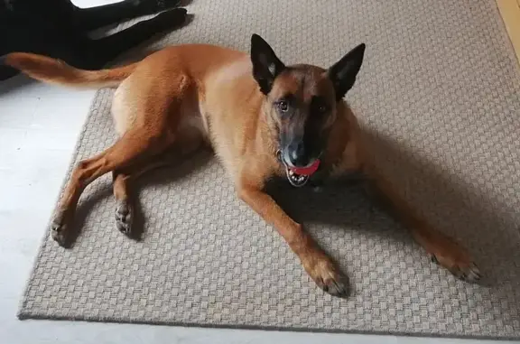 Chien perdu à Barbizon, malinoise 8 ans - photo