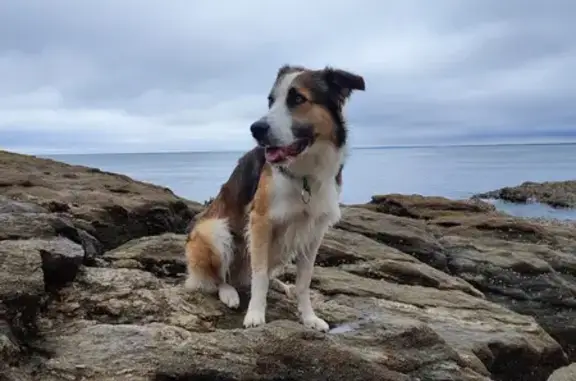 Chien perdu Laval, photo : Bordel Collie marron perdu à Laval
