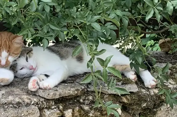Animaux perdus Cassagnes-Bégonhès, photo: Chat perdu : mâle tigré gris et blanc