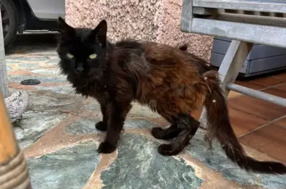 Chat errant maigre trouvé à Pietrosella - photo