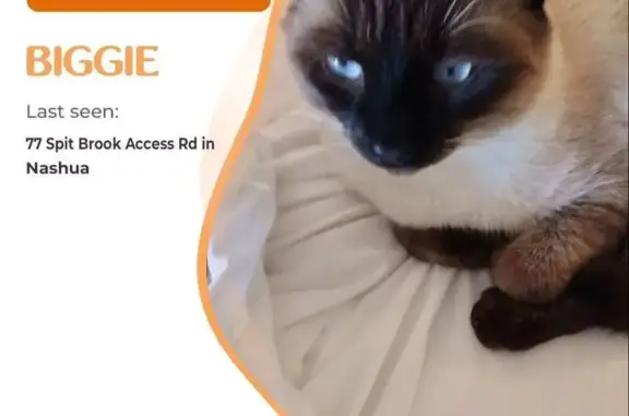 Missing: Biggie the Siamese Mix Cat