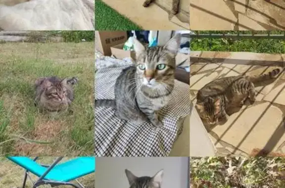 Animaux perdus , photo: Chat perdu le 4/10/24 à Valdivienne