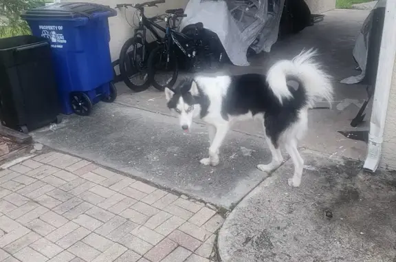 Lost Husky: Hunter, 2, in Fort Myers