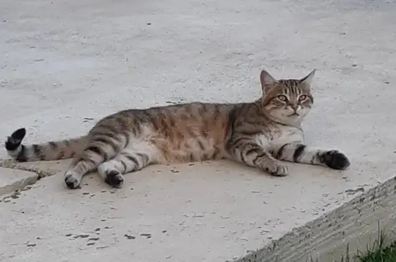 Animaux trouvés Saint-Léonard-de-Noblat, photo: Chat jeune trouvé, joue dans le quartier