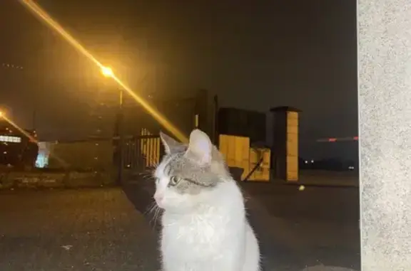 Animaux trouvés Villemandeur, photo: Chat trouvé tigré blanc câlin à Villemandeur