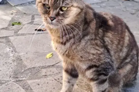 Chat trouvé , photo: Chat tigré trouvé à Donneville