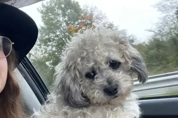 Chien trouvé à Clichy-sous-Bois - photo
