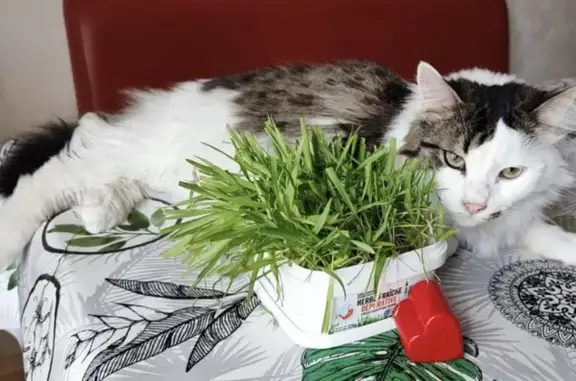 Animaux perdus , photo: Chat perdu : Guizmo, mâle 3 ans, Espartignac