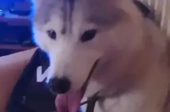 Chien trouvé Quimper, photo: Husky mâle trouvé à Kermoysan