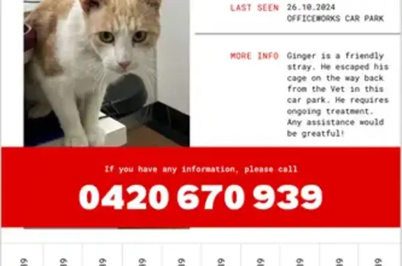 Missing Mute Cat: Ginger Needs Help!