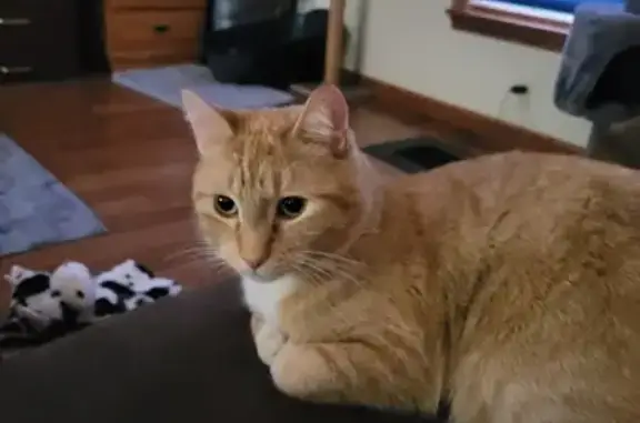 Missing: Orange Tabby Cat on Halloween