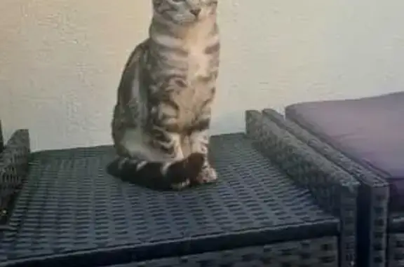 Chat perdu : Joe, 6 mois, Creutzwald - photo