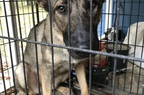 Friendly Found German Shepherd on Sigman Rd