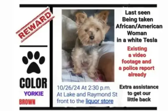 Help Find Missing Brown Yorkie in Glendale!