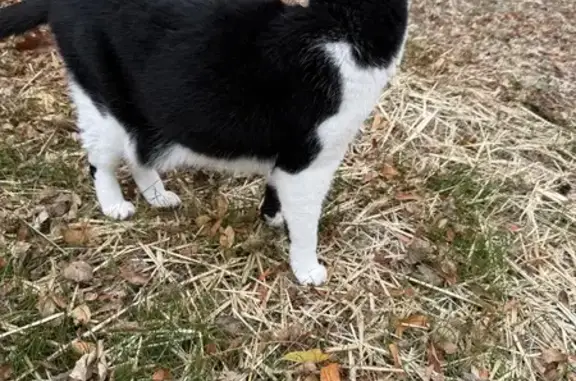 Friendly Black & White Cat Found: Elm Grove