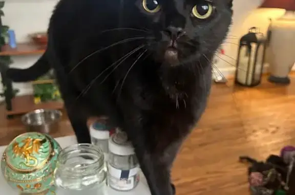 Lost: Black Shorthair Cat in Columbus