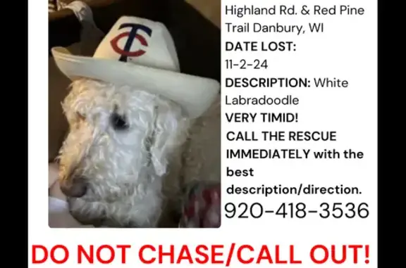 Lost: 9-Year-Old White Labradoodle in Danbury