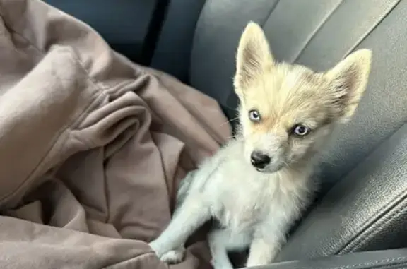 Lost Pomsky: Blue-Eyed Beauty in Columbus