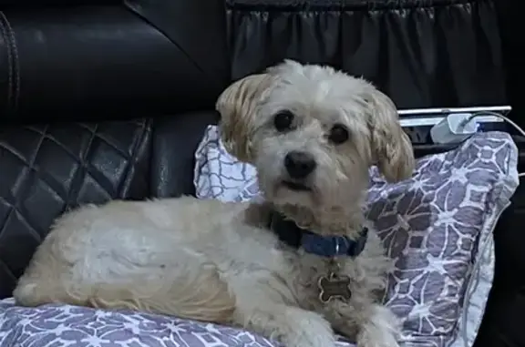 Lost Poodle Mix: White/Beige, Maywood