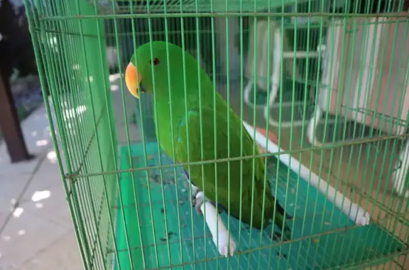 Found: Large Green Parrot in N...