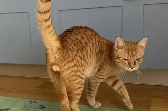 Chat trouvé Ajaccio, photo: Jeune chat trouvé, câlin et bavard