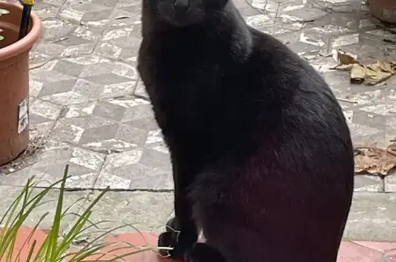 Animaux perdus , photo: Chatte perdue à Fontaine-Française