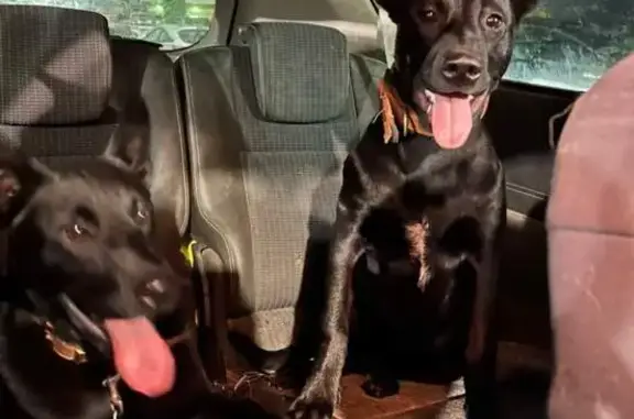 Chien perdu Givors, photo : Chiens disparus à Givors : croisés malinois