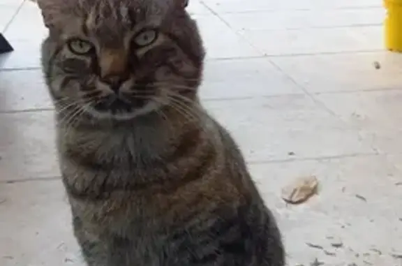 Chat tigré affectueux trouvé à Aubazine - photo