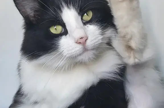 Animaux perdus , photo: Chat perdu : Pixie, noir et blanc, pucée