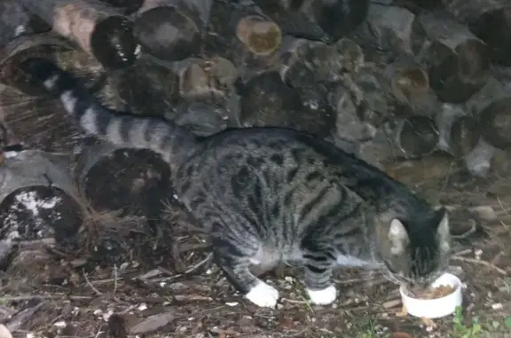 Chat trouvé Pignans, photo: Grand chat tigré trouvé à Pignans